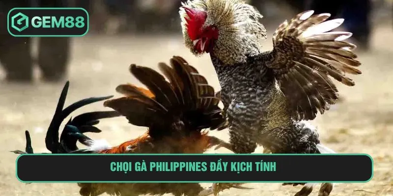 Chọi gà Philippines đầy kịch tính 