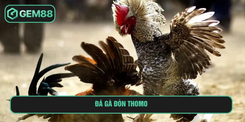 Đá Gà Đòn Thomo: Hội Tụ Các Cuộc So Tài Đỉnh Cao Tại Gem88 đá gà đòn thomo