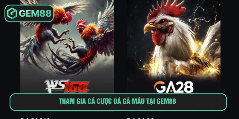 Đá Gà Máu Và Màn Đối Đầu Khốc Liệt Giữa Chiến Kê Tinh Nhuệ Tham gia cá cược đá gà máu tại Gem88