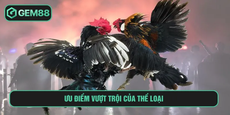 Đá Gà Đòn Thomo: Hội Tụ Các Cuộc So Tài Đỉnh Cao Tại Gem88 Ưu điểm tạo nên sự độc đáo của đá gà đòn Thomo
